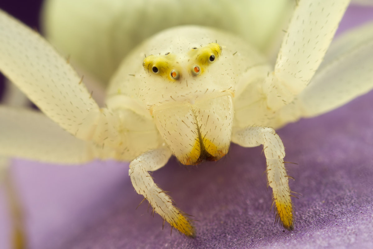 Crab Spider - Misumena vatia 4